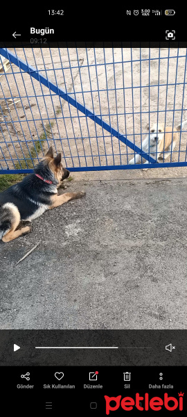 Alman Çoban Köpeği, Köpek  Maya fotoğrafı