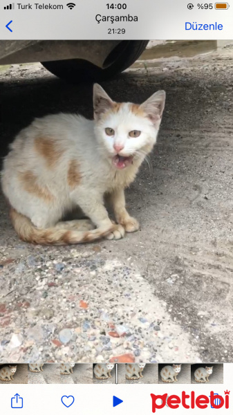 Tekir Kedi, Kedi  Beyaz fotoğrafı