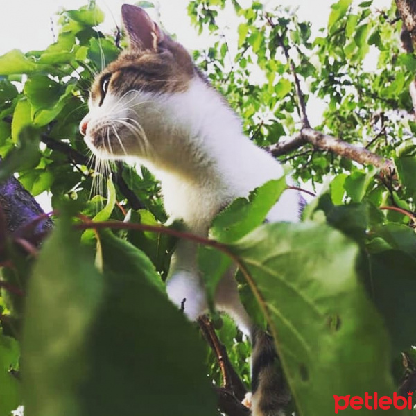Tekir Kedi, Kedi  Sütlaç fotoğrafı
