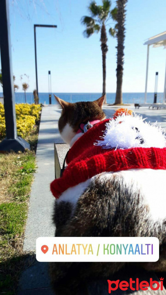 Tekir Kedi, Kedi  Sütlaç fotoğrafı