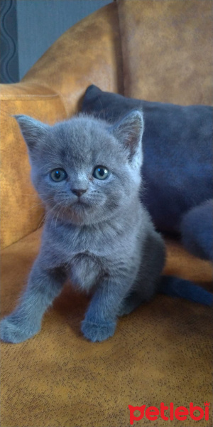 Scottish Fold, Kedi  Zeyna fotoğrafı