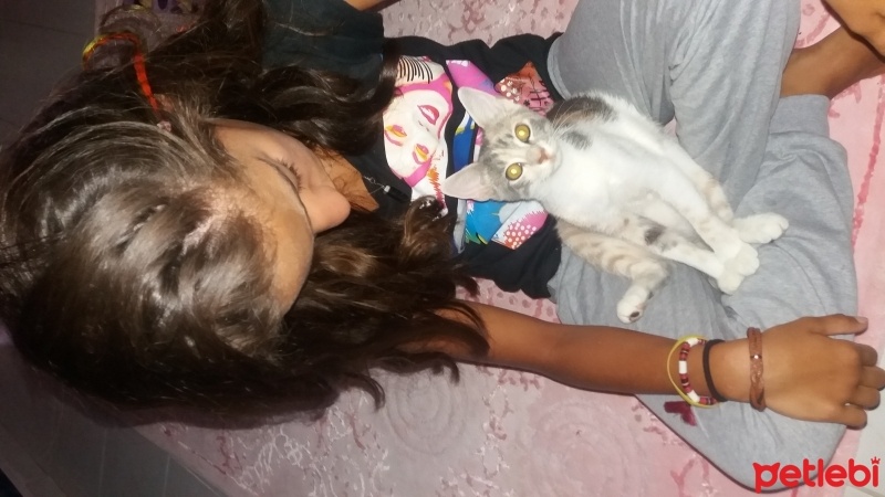 Tekir Kedi, Kedi  Pıtırcık fotoğrafı