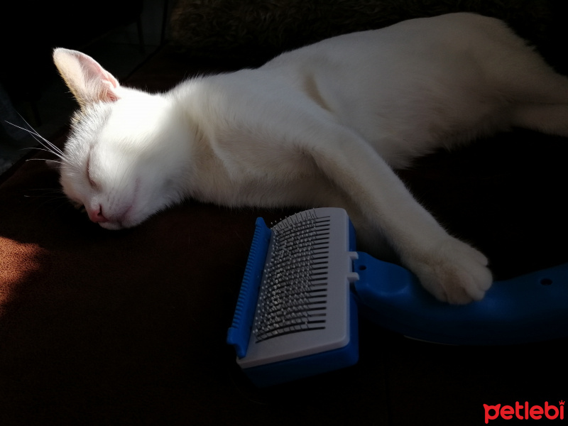 Tekir Kedi, Kedi  Barbie fotoğrafı