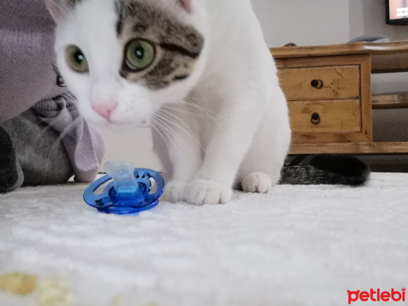 Tekir Kedi, Kedi  Barbie fotoğrafı