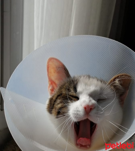 Tekir Kedi, Kedi  Barbie fotoğrafı