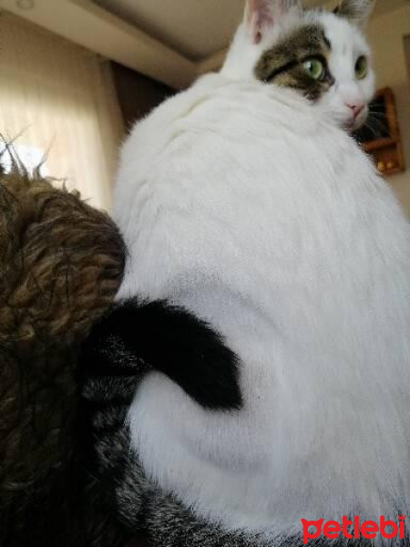 Tekir Kedi, Kedi  Barbie fotoğrafı