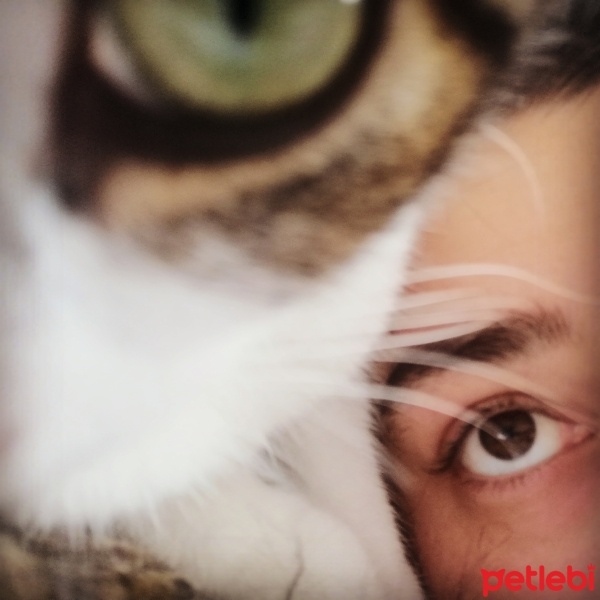 Tekir Kedi, Kedi  Barbie fotoğrafı