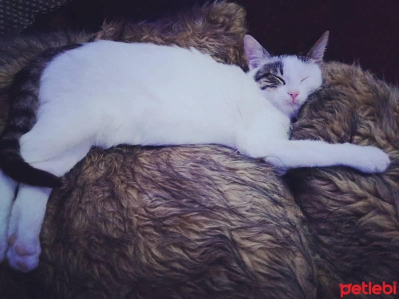 Tekir Kedi, Kedi  Barbie fotoğrafı