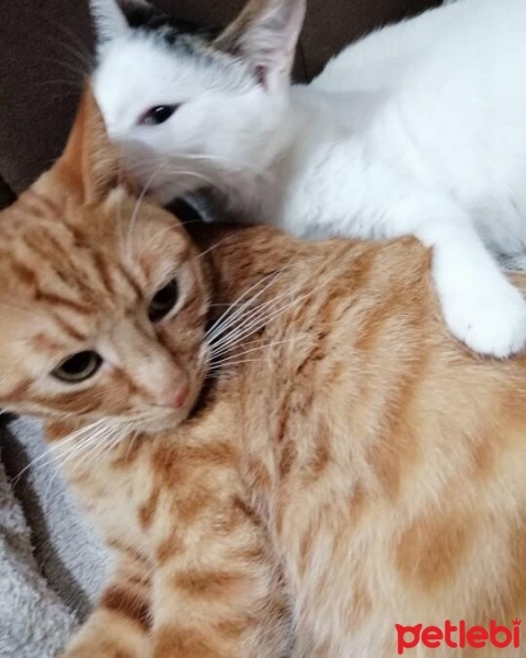 Tekir Kedi, Kedi  Barbie fotoğrafı