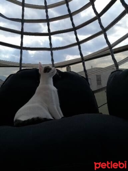 Tekir Kedi, Kedi  Barbie fotoğrafı