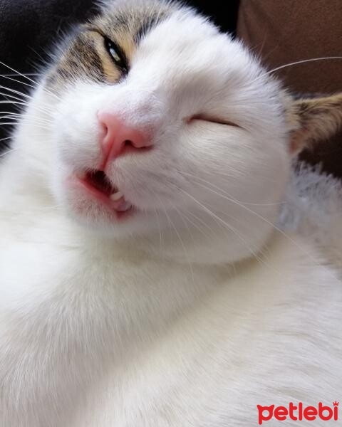 Tekir Kedi, Kedi  Barbie fotoğrafı