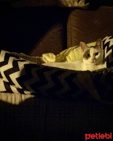 Tekir Kedi, Kedi  Barbie fotoğrafı