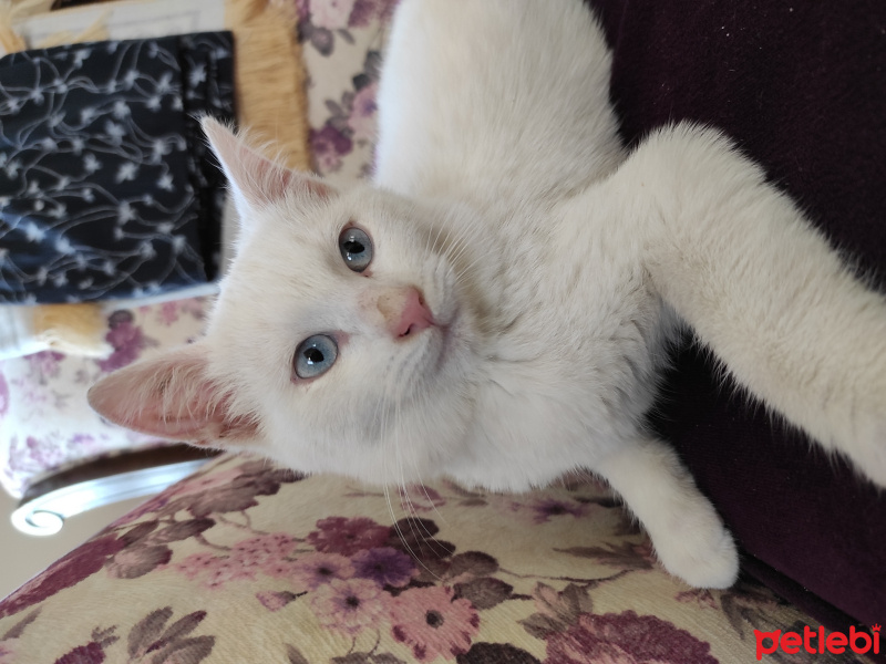 Tekir Kedi, Kedi  mia fotoğrafı