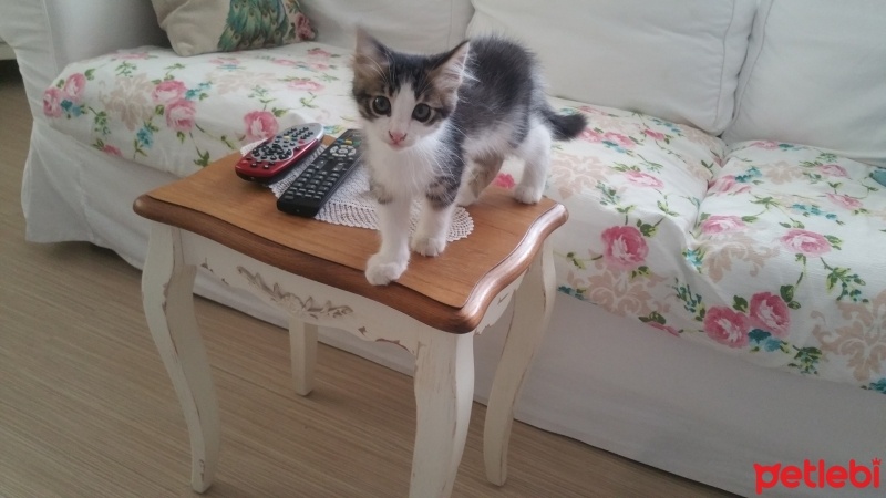 Tekir Kedi, Kedi  Hayko fotoğrafı