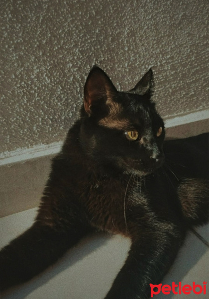 Bombay, Kedi  Teo fotoğrafı