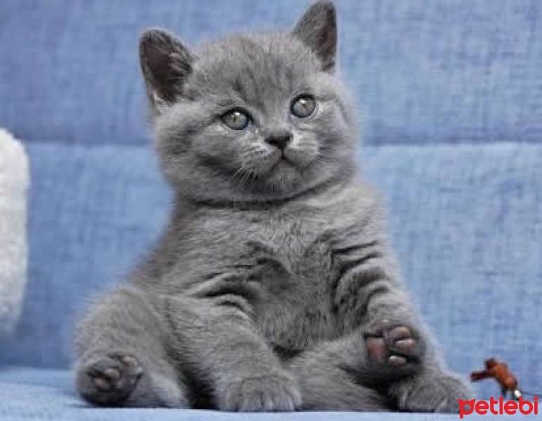 British Shorthair, Kedi  PROFESÖR fotoğrafı