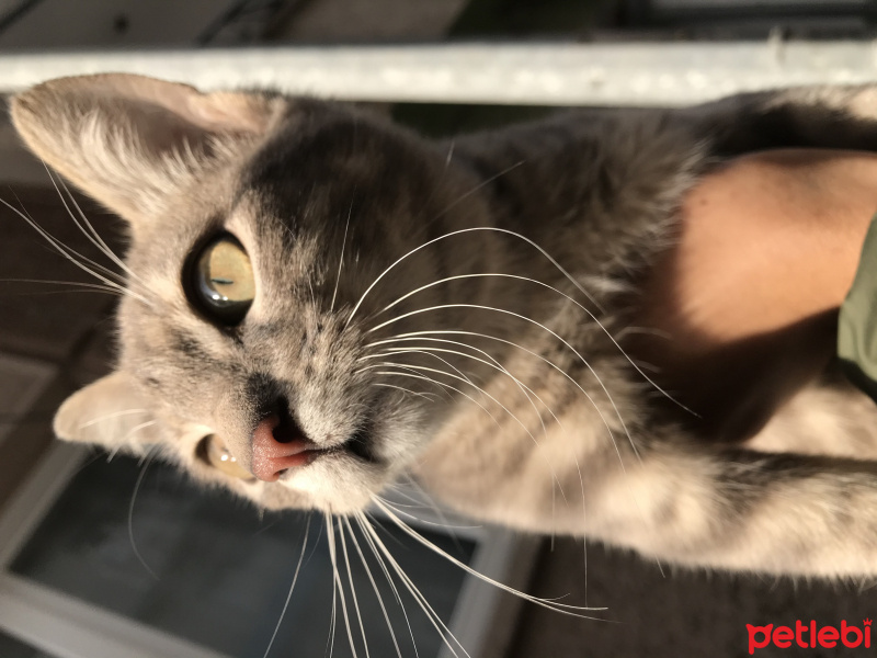 Tekir Kedi, Kedi  Forest fotoğrafı