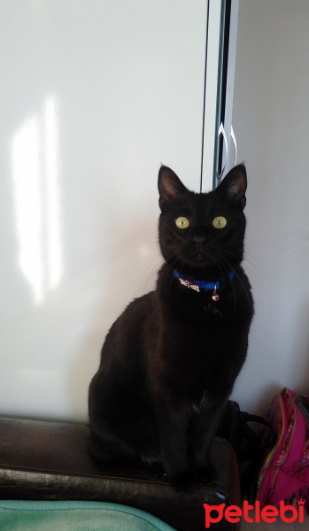 Bombay, Kedi  Bulut fotoğrafı