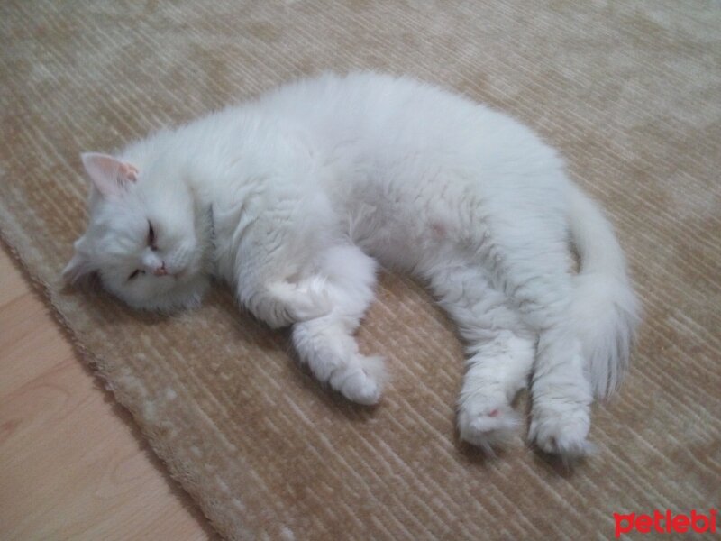 Chinchilla, Kedi  Pamuk fotoğrafı