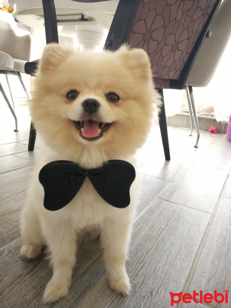 Pomeranyalı, Köpek  Thor fotoğrafı