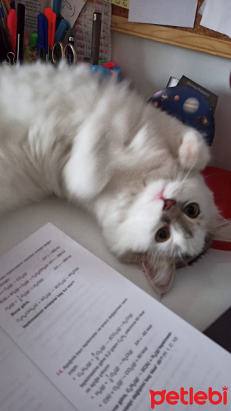 Birman, Kedi  İnci fotoğrafı