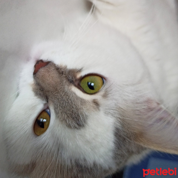 Birman, Kedi  İnci fotoğrafı