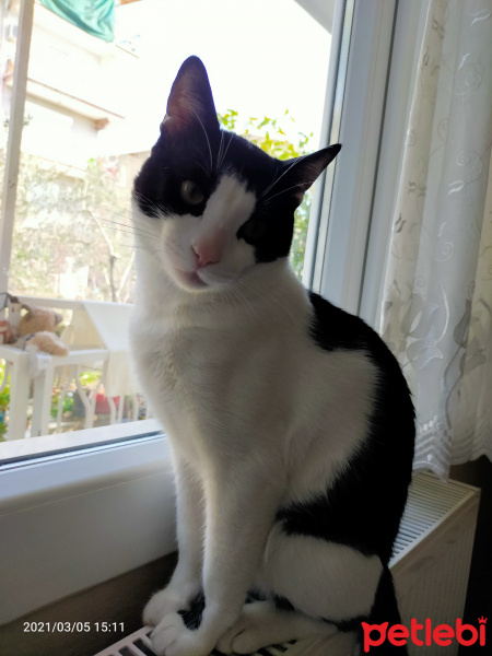 Tuxedo (Smokin) Kedi, Kedi  Kaju fotoğrafı