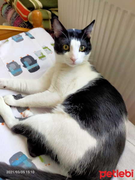 Tuxedo (Smokin) Kedi, Kedi  Kaju fotoğrafı