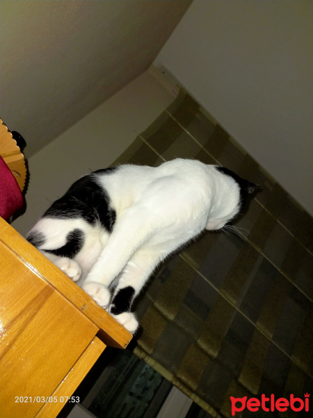 Tuxedo (Smokin) Kedi, Kedi  Kaju fotoğrafı