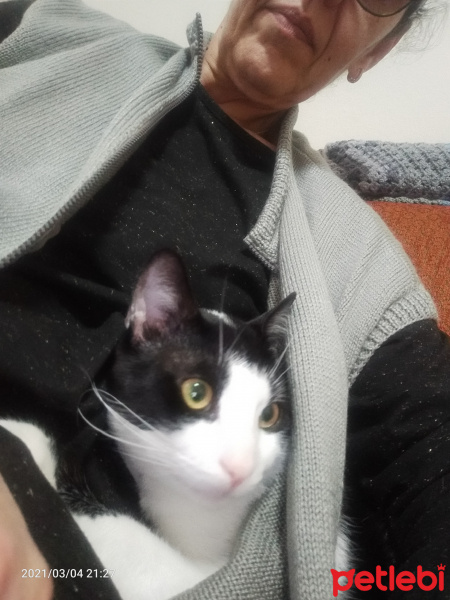 Tuxedo (Smokin) Kedi, Kedi  Kaju fotoğrafı