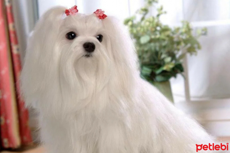 Maltese, Köpek  pamuk fotoğrafı