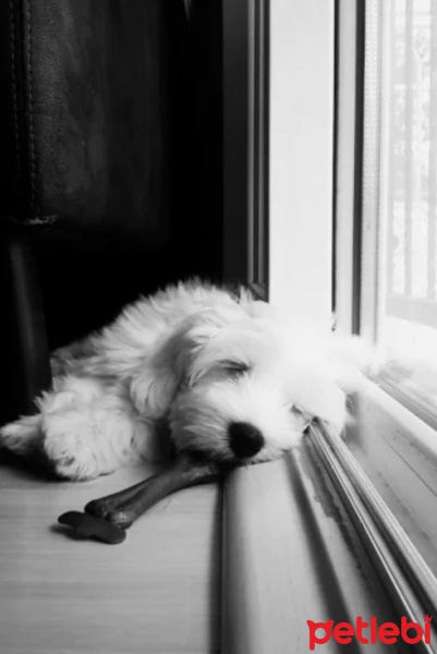 Maltese, Köpek  kek fotoğrafı