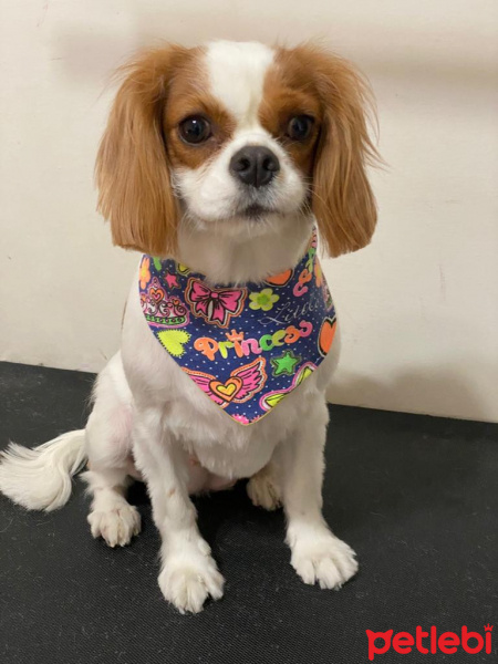 Cavalier King Charles Spanieli, Köpek  Betty fotoğrafı