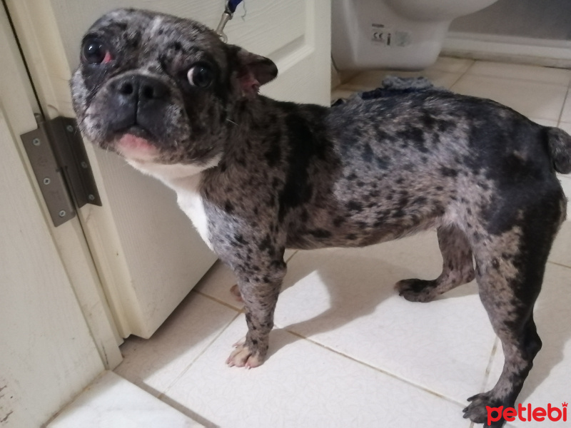 Fransız Bulldog, Köpek  Paris fotoğrafı