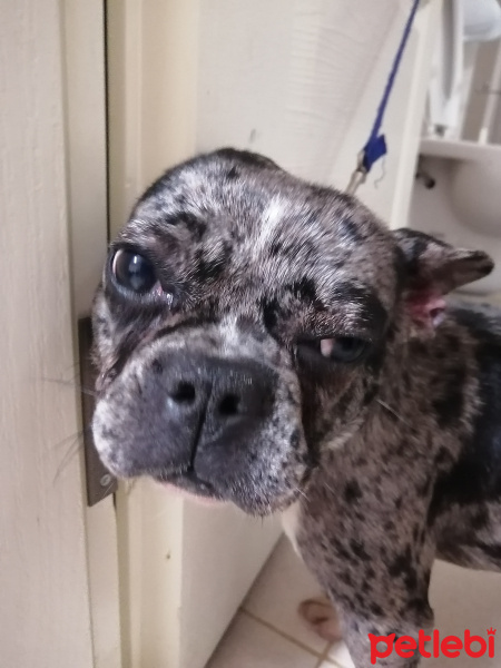 Fransız Bulldog, Köpek  Paris fotoğrafı