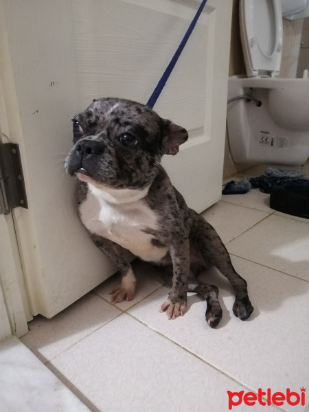 Fransız Bulldog, Köpek  Paris fotoğrafı