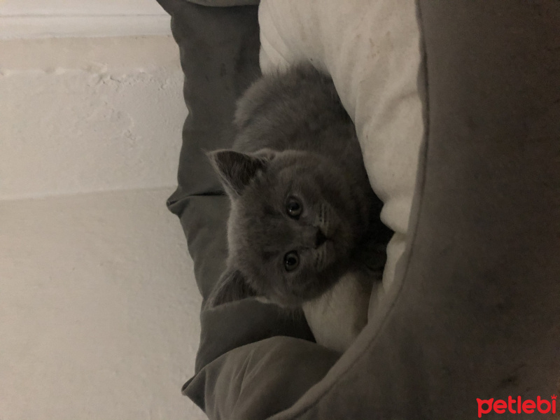 British Shorthair, Kedi  Mırmır fotoğrafı