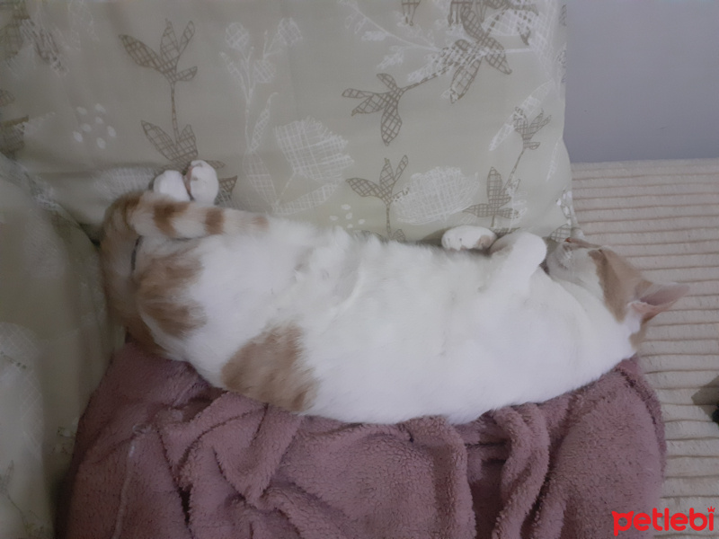 Tekir Kedi, Kedi  KAYMAK fotoğrafı