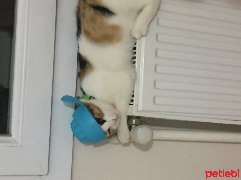 Tekir Kedi, Kedi  Yumak fotoğrafı