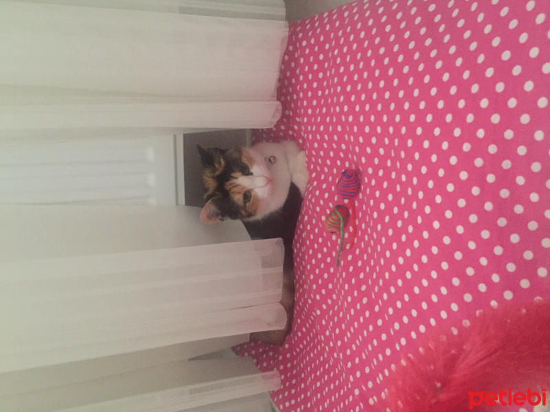 Tekir Kedi, Kedi  Yumak fotoğrafı