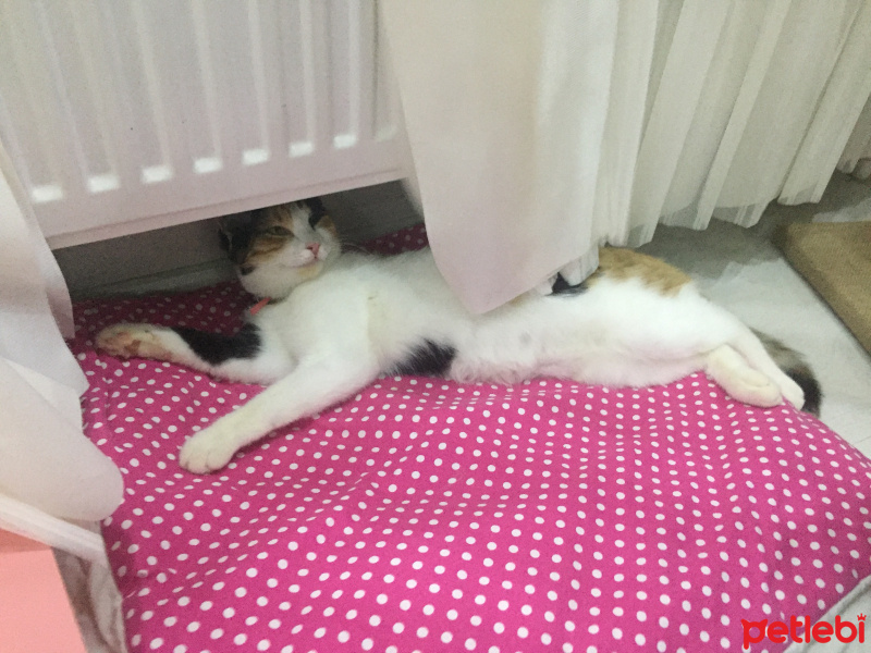 Tekir Kedi, Kedi  Yumak fotoğrafı