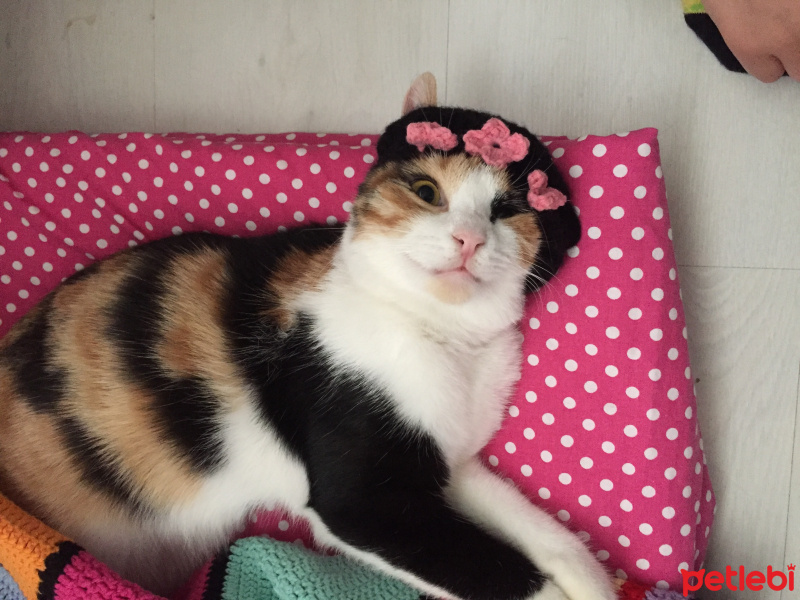 Tekir Kedi, Kedi  Yumak fotoğrafı