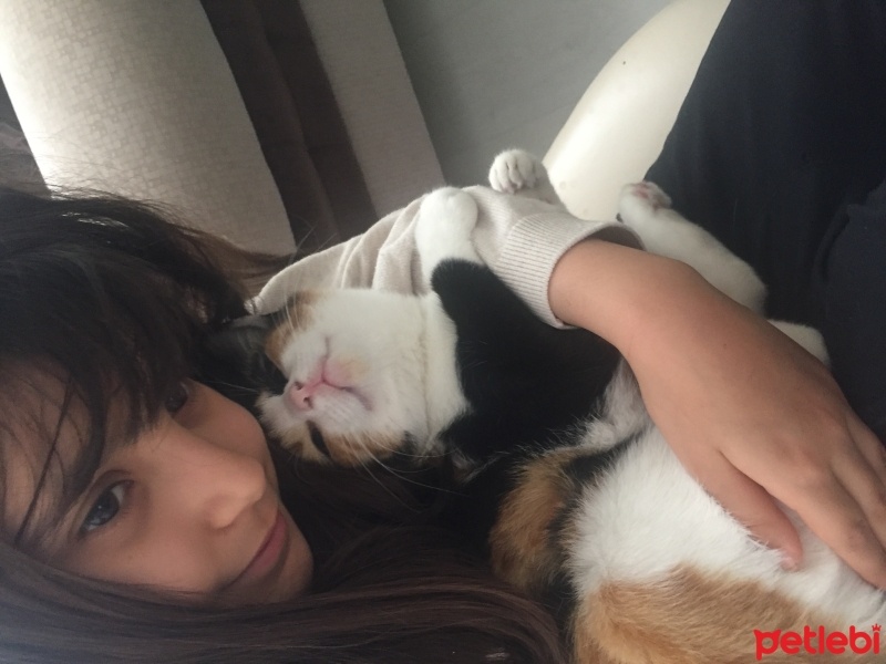 Tekir Kedi, Kedi  Yumak fotoğrafı