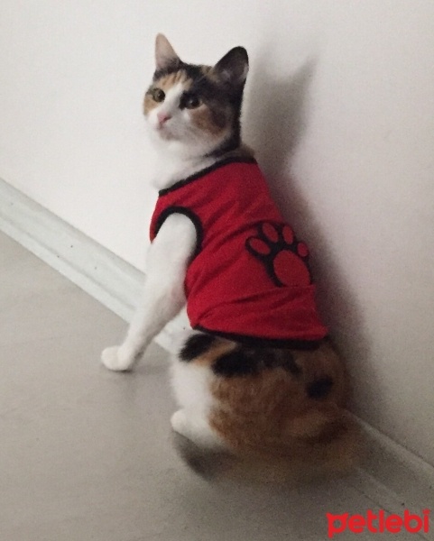 Tekir Kedi, Kedi  Yumak fotoğrafı