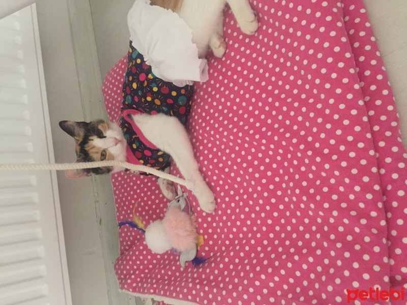Tekir Kedi, Kedi  Yumak fotoğrafı
