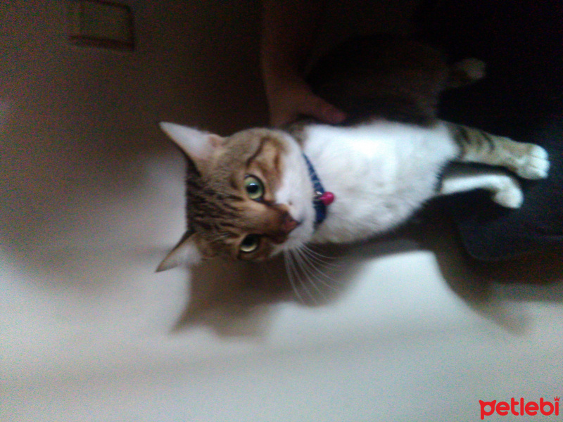 Tekir Kedi, Kedi  Hügo fotoğrafı