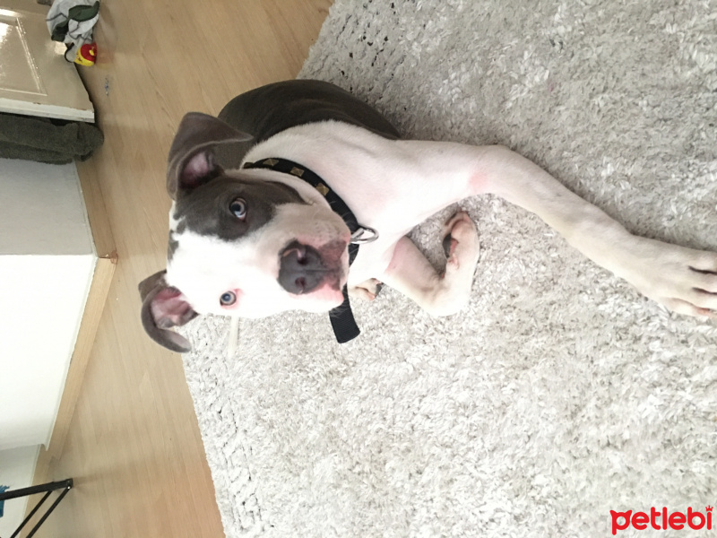 Amerikan Pitbull Terrier, Köpek  Tila fotoğrafı