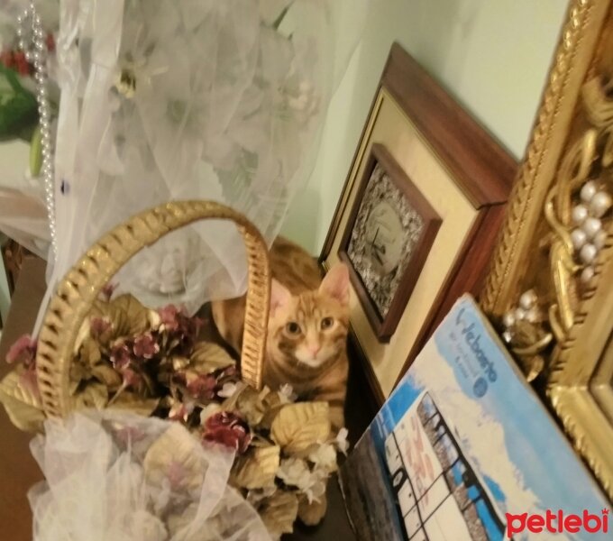 Abyssinian, Kedi  Sarman fotoğrafı