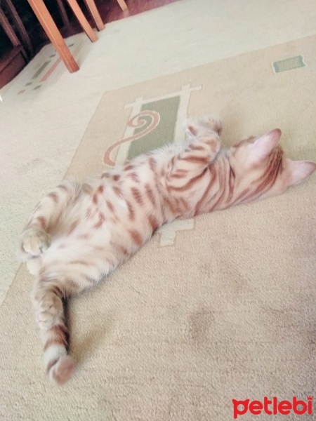 Abyssinian, Kedi  Sarman fotoğrafı