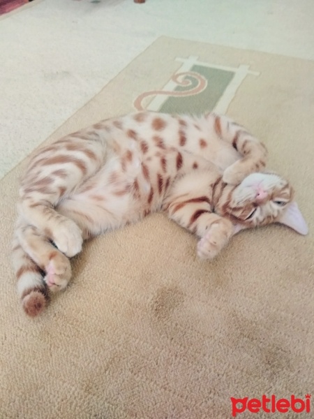 Abyssinian, Kedi  Sarman fotoğrafı